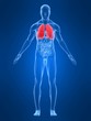 anatomie mit markierter lunge