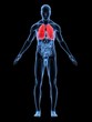 anatomie mit markierter lunge