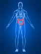 anatomie mit markiertem darm