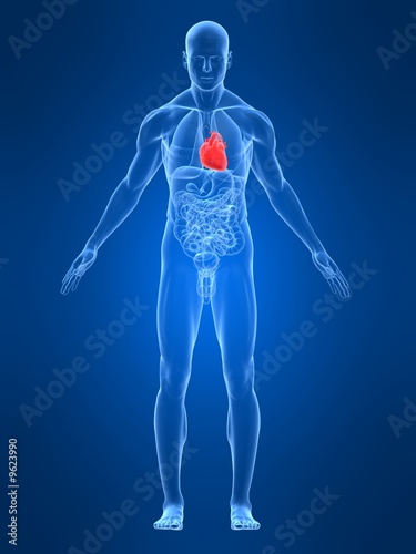 Illustration: anatomie mit markiertem herzen anatomie mit markiertem herzen