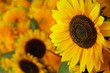 Close-up of sunflowers - decorative arrangement Close-up of sunflowers - decorative arrangement