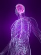 anatomie mit markiertem nerven system