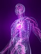 anatomie mit markiertem vasculären system