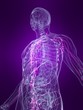 anatomie mit markiertem lymphsystem