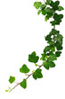 Foto: green ivy green ivy