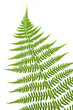 Foto: fern leaf with selective focus fern leaf with selective focus