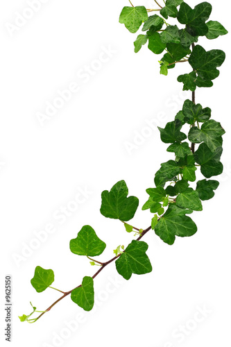 green ivy