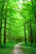green nature. pathway in the forest