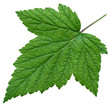 XXL Leaf of Black Currant