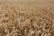 Foto: Wheat field Wheat field