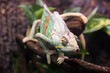 chameleon