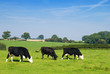 Dairy cows grazing in a field with sheep in the background