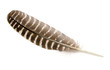 Bird Wing Feather Bird Wing Feather