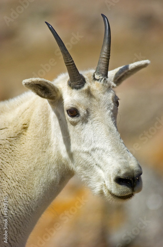 Mountain goat on Mount Evans, Colorado