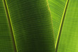 wet banana leaf abstract  background