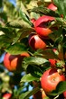 Pommes rubis
