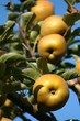 Pommes d'or