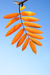 Orange leaf of ashberry on blue sky