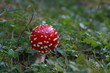 amanite tue-mouches - champignons des pyrenees