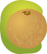 Sketch of whole fresh melon, fruit illustration