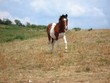 Paint horse