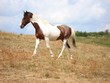 Paint horse