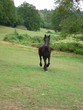 Frison