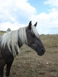 Rocky mountain horse