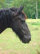 Frison