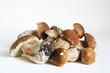 King bolete