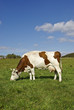Foto: Vache Vache
