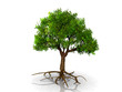 l'arbre