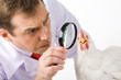Close-up of serious farmer looking at white chicken