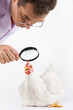 Image of white hen being observed by man through a lens