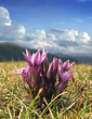 Close-up picture of beautiful mountain flowers