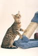 le bengal et son arbre a chat