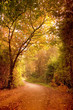 A path leading through a wonderful autumn scene. A path leading through a wonderful autumn scene.