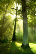 Sun Beams through Trees. Sun Beams through Trees.