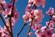 peach blossom on blue sky