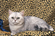 le british shorthair allongé sur un canapé