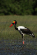 Sattelstorch (Ephippiorhynchus senegalensis)