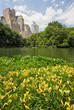 Central park with high rise buildings behind it in New York City