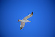 Sea gull in flight Sea gull in flight