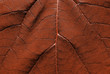 Feuille