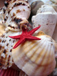 Starfish and shells