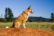 Australian Shepherd Border Collie Mix Breed Dog Watches The Herd Australian Shepherd Border Collie Mix Breed Dog Watches The Herd