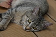 Chaton allongé sur le parquet