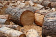 Tronc de bois coupé Tronc de bois coupé