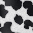Pattern of a common black and white dairy cow