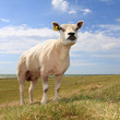single sheep in field, against blue sky